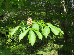 Aesculus turbinata
