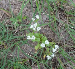 Valerianella amarella