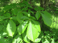 Aesculus turbinata