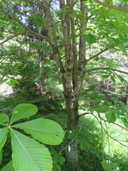 Aesculus turbinata