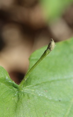 Andricus chinquapin