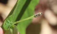 Andricus chinquapin
