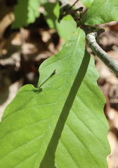 Andricus chinquapin
