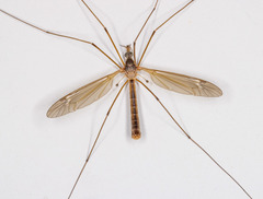 Tipula paterifera
