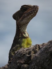 Basiliscus galeritus