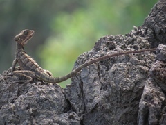 Basiliscus galeritus