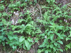Primula fassettii
