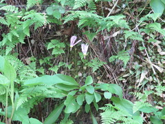 Primula fassettii
