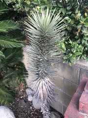 Yucca