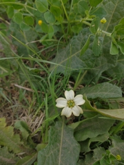 Jaborosa runcinata