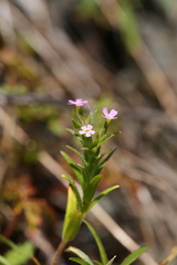 Microsteris gracilis