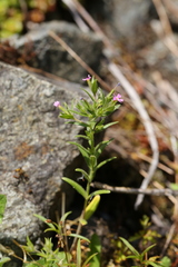 Microsteris gracilis