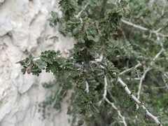 Painteria elachistophylla