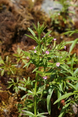 Microsteris gracilis