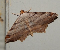 Macaria multilineata