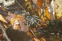 Acanthoscurria simoensi