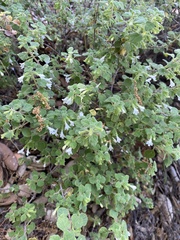 Clinopodium chandleri