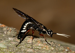 Xiphydria maculata