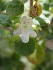 Clinopodium chandleri
