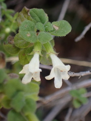 Clinopodium chandleri