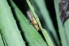 Subria amazonica