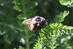Volucella bombylans