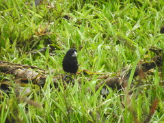 Sporophila crassirostris