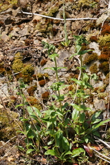 Penstemon ovatus