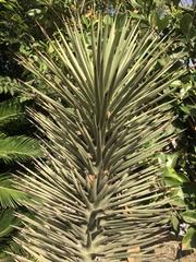 Yucca