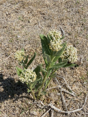Asclepias notha