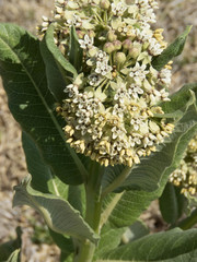 Asclepias notha