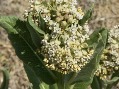 Asclepias notha