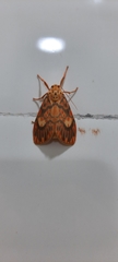 Ammatho cuneonotatus