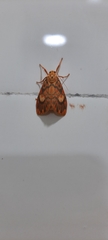 Ammatho cuneonotatus
