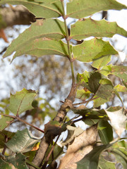 Berberis moranensis