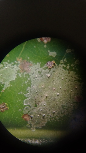 Calopadia subcoerulescens image