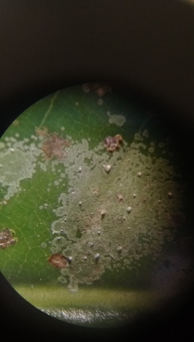 Calopadia image