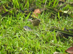 Sporophila crassirostris