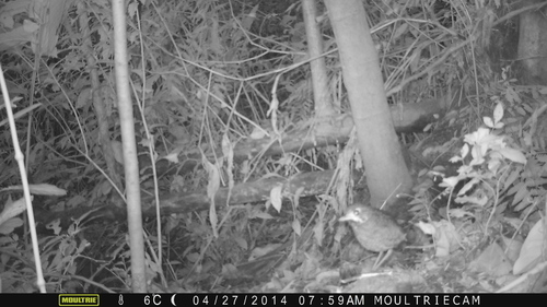 Variegated Antpitta (Grallaria varia), photo 5