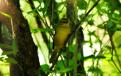 Myiothlypis bivittata