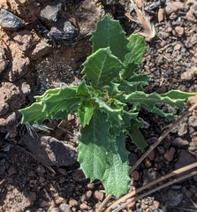 Ceanothus prostratus