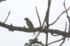 Indicatoridae