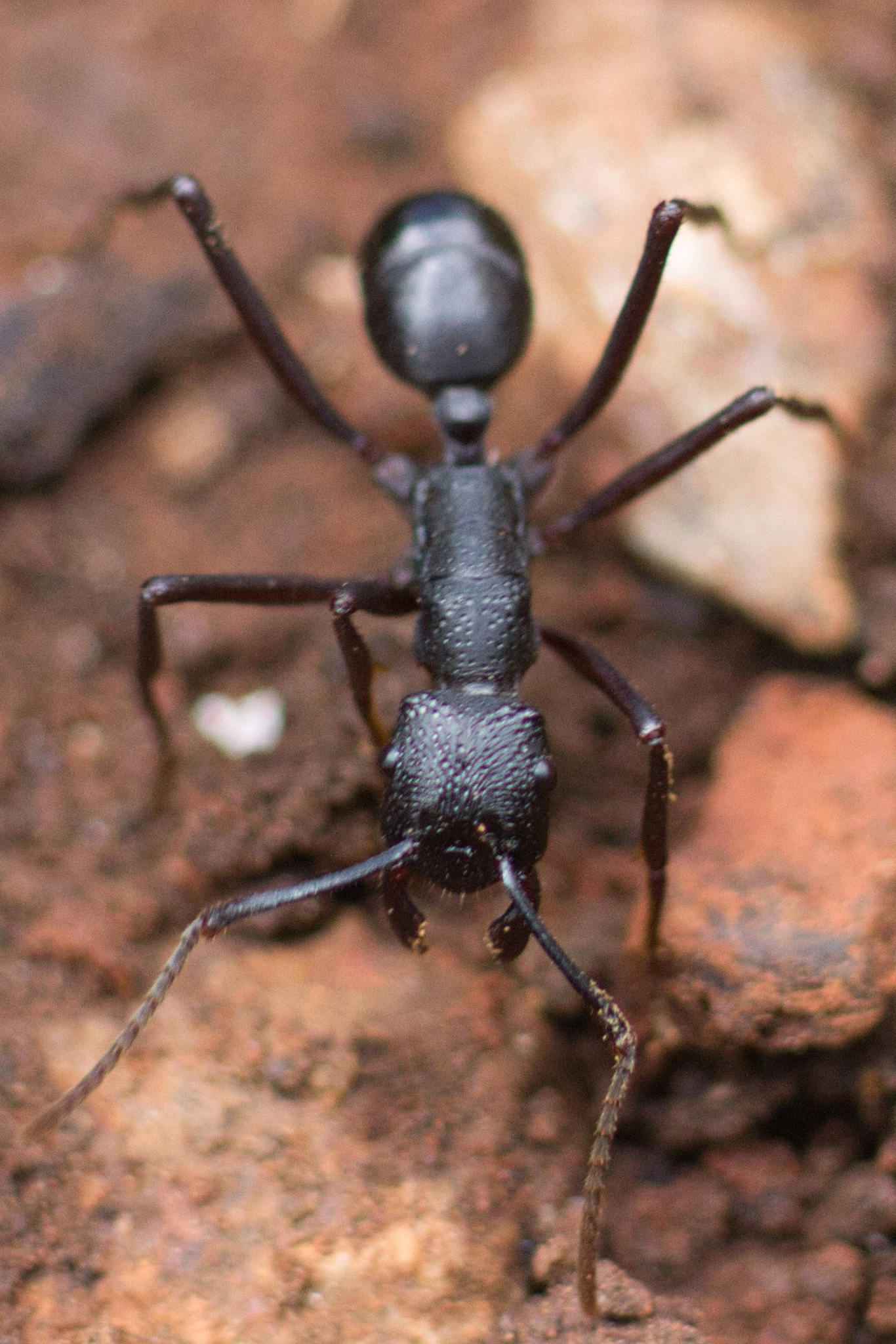 Rhytidoponera punctiventris