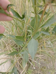 Chromolaena christieana
