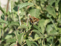 Lon melane vitellina