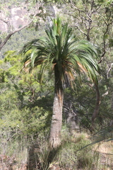 Macrozamia moorei