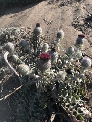 Cirsium occidentale compactum