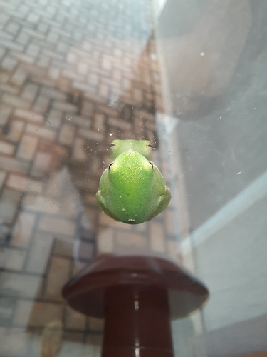 Rio Lime Treefrog, Sphaenorhynchus planicola