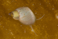 Eulithidium pulloides
