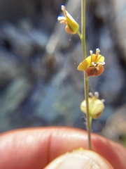 Streptanthus polygaloides